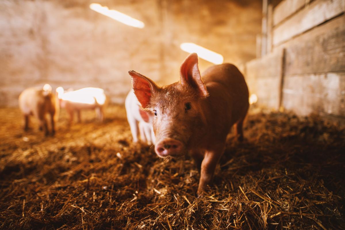 PRIMO XR Anwendung Tierhaltung